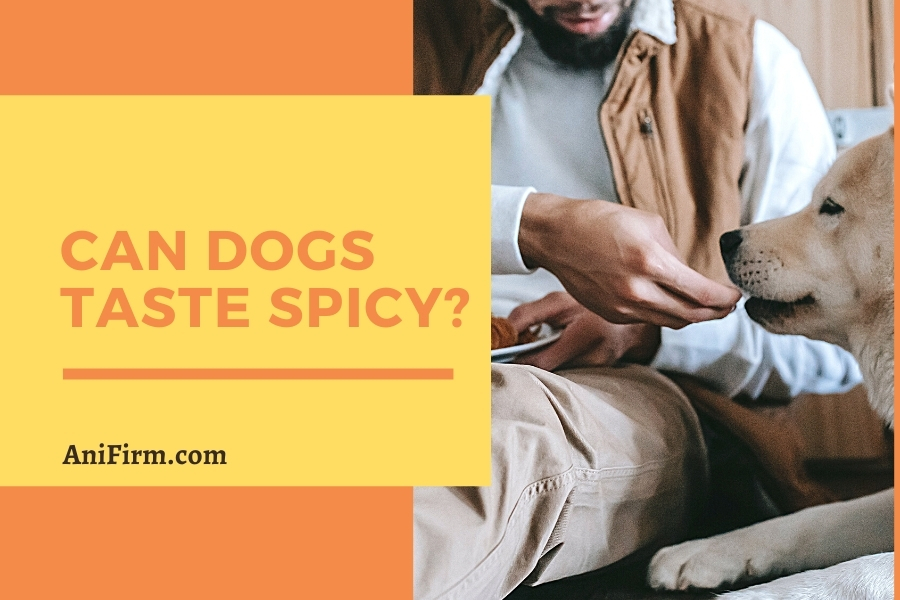 Can Dogs Taste Spicy