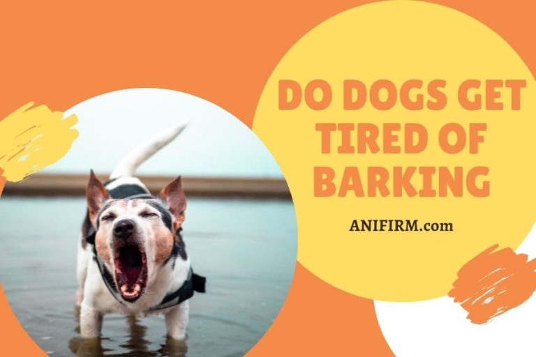 Do Dogs Get Tired Of Barking