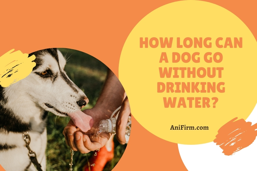 How Long Can A Dog Go Without Drinking Water
