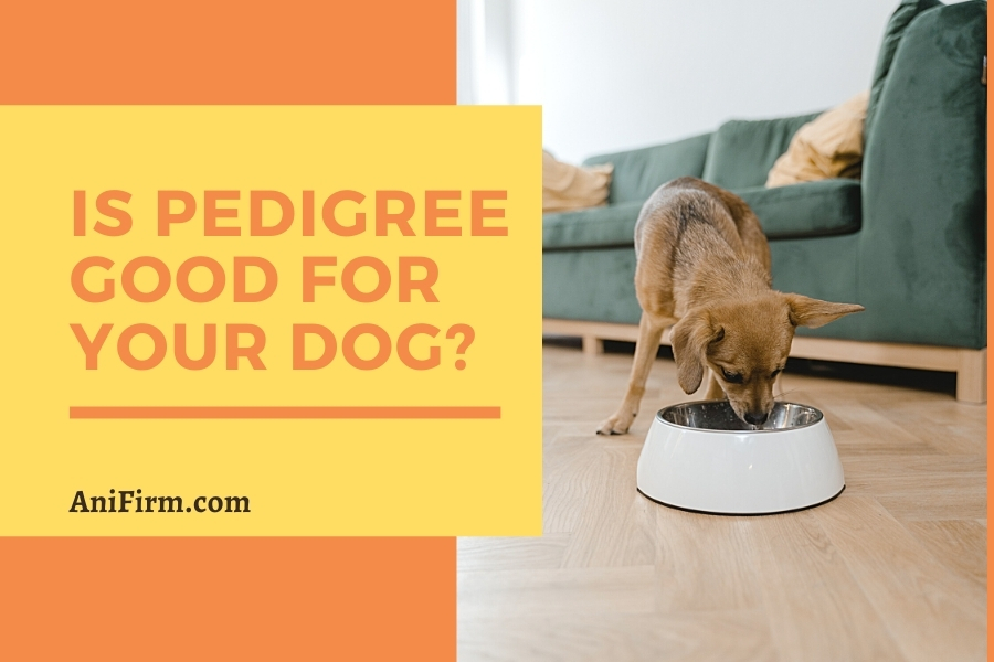 Is Pedigree Good For Your Dog