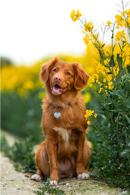dog sitting in front of sunflowers