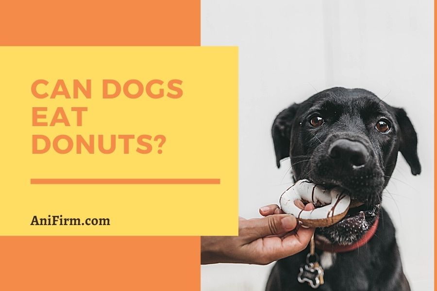 Can Dogs Eat Donuts