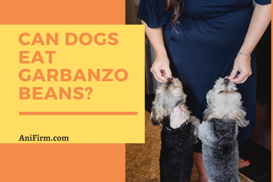 Can Dogs Eat Garbanzo Beans?