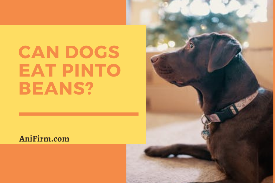 Can Dogs Eat Pinto Beans