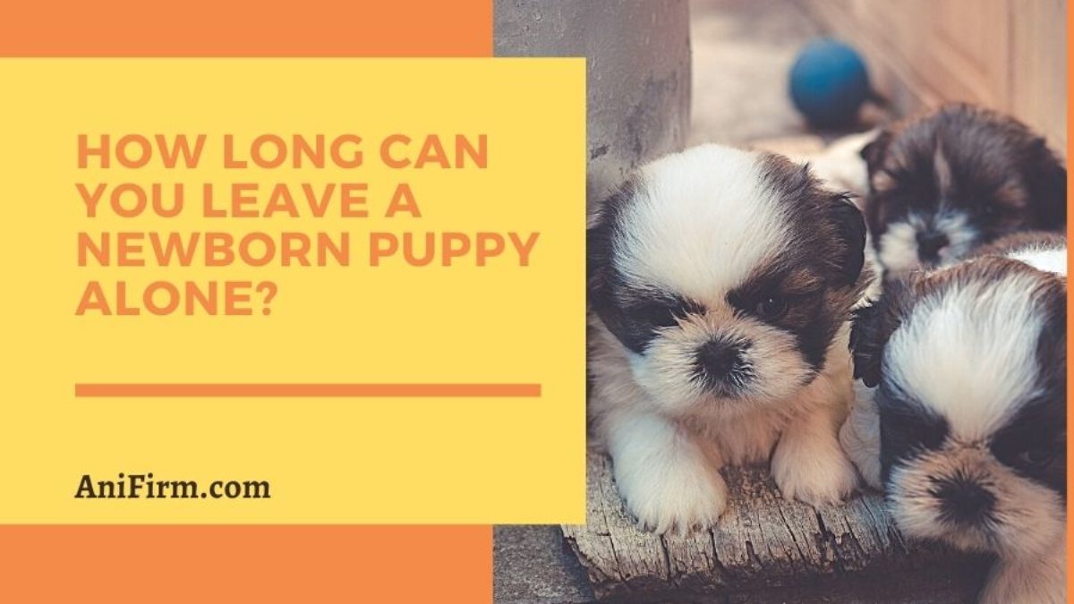 can you leave a puppy alone