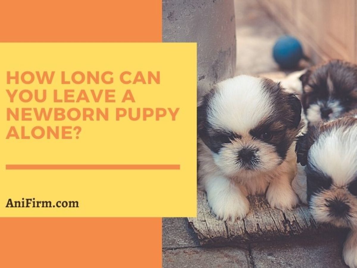 how long can new puppies be left alone