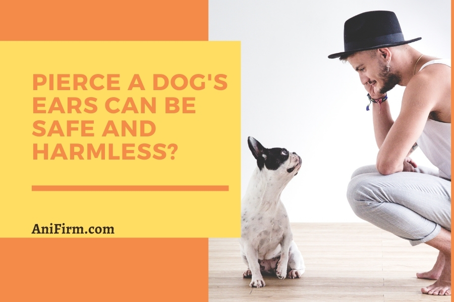 Pierce A Dog's Ears Can Be Safe And Harmless
