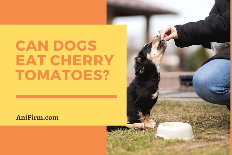can dogs eat cherry tomatoes