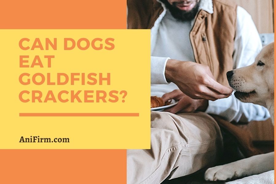 can dogs eat goldfish Crackers