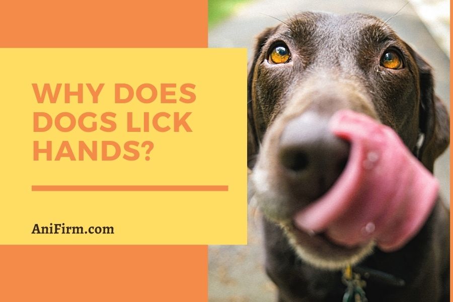 why does dogs lick hands