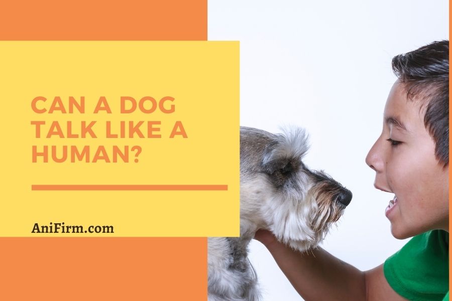 Can A Dog Talk Like A Human