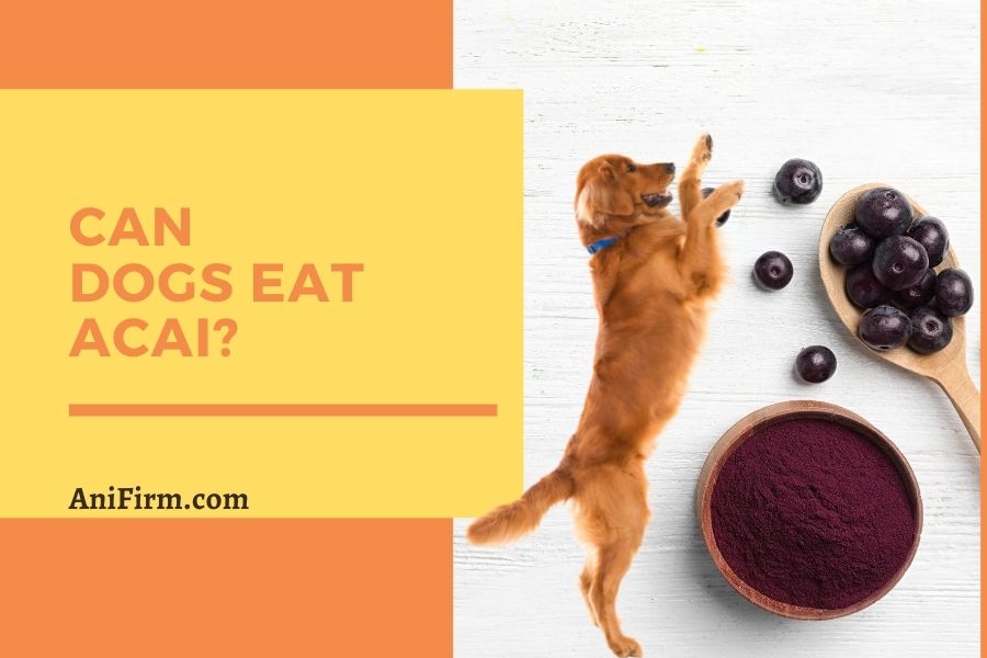 Can Dogs Eat Acai?