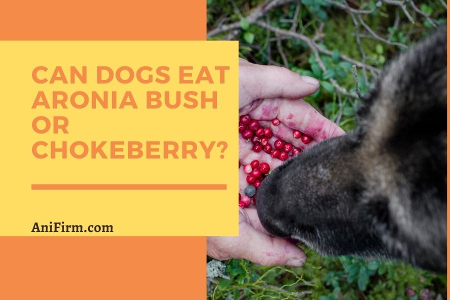 Can Dogs Eat Aronia Bush Or Chokeberry