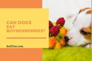 Can Dogs Eat Boysenberries