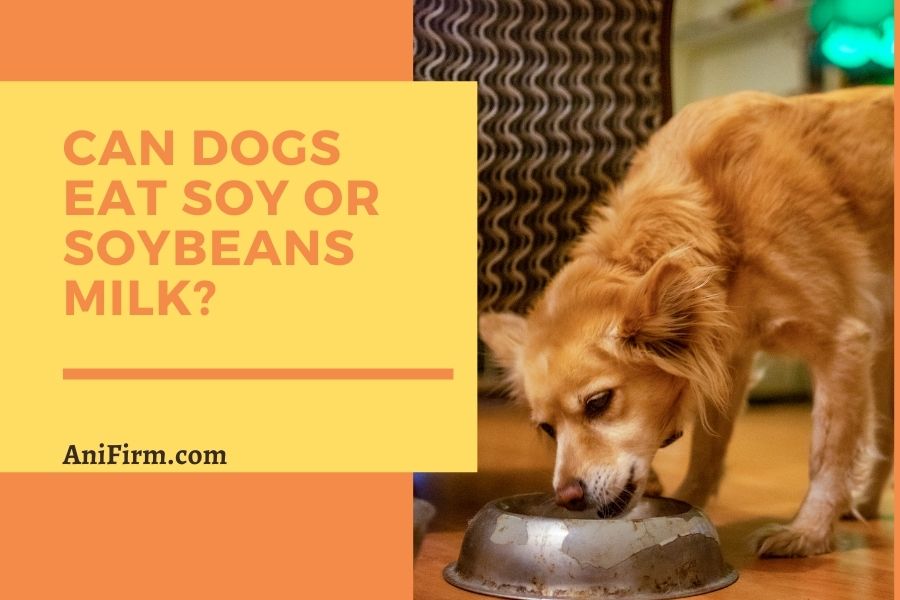 Can Dogs Eat Soy OR Drink Soy Milk