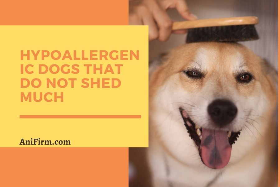 Hypoallergenic Dogs That Do Not Shed Much