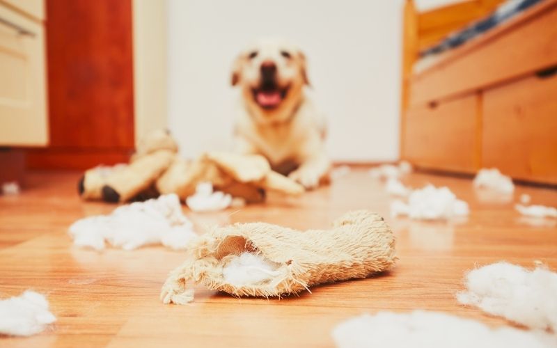 Preparing Your Home For A Dog