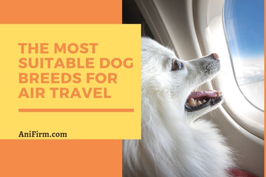 The Most Suitable Dog Breeds For Air Travel