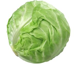 can dog eat cabbage