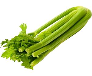 can dog eat celery