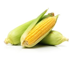 can dog eat corn
