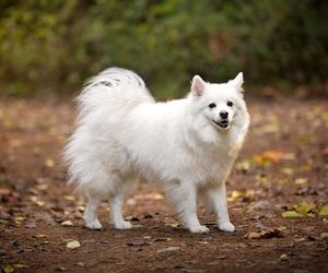 American Eskimo Dog Dog Breeds
