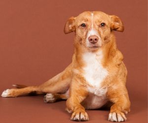 Andalusian Hound Dog Breeds