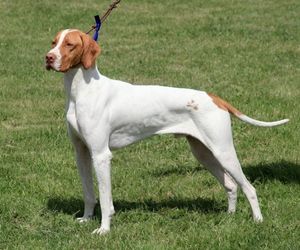 Braque Saint-Germain Dog Breeds
