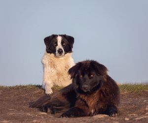 Carpathian Shepherd Dog Breeds