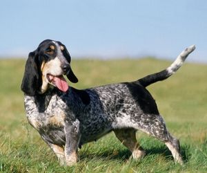 Grand Bleu de Gascogne Dog Breeds