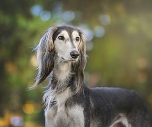 Greyhound Breeds