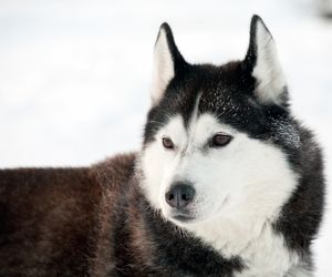 Northern Inuit Dog Breeds