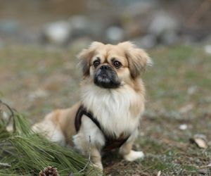 Pekingese Dog Breeds