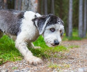 Polish Lowland Sheepdog Dog Breeds