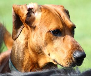 Redbone Coonhound Dog Breeds