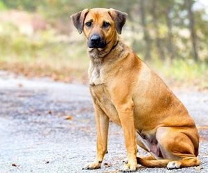 Sinhala Hound Dog Breeds