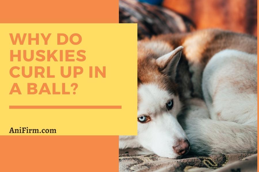 why do huskies curl up in a ball