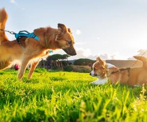 Puppy Socialization and Basic Puppy Training
