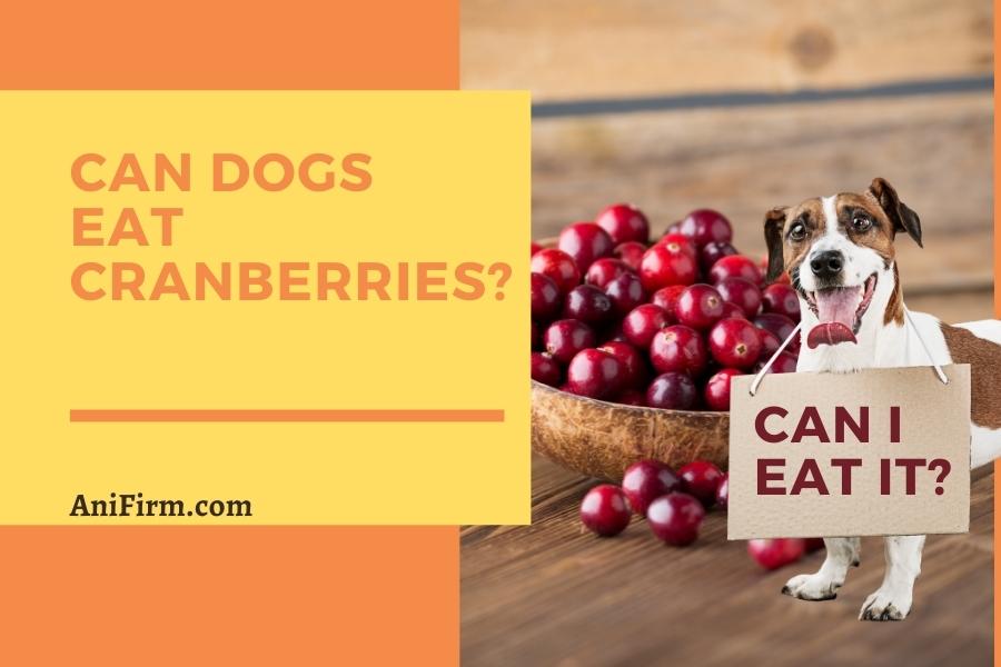 can dogs eat cranberries