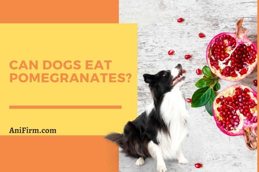 can dogs eat pomegranates