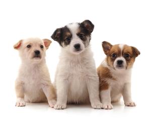choosing a puppy to adopt