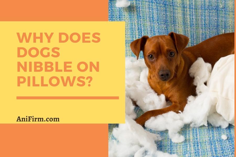 why does dogs nibble on pillows