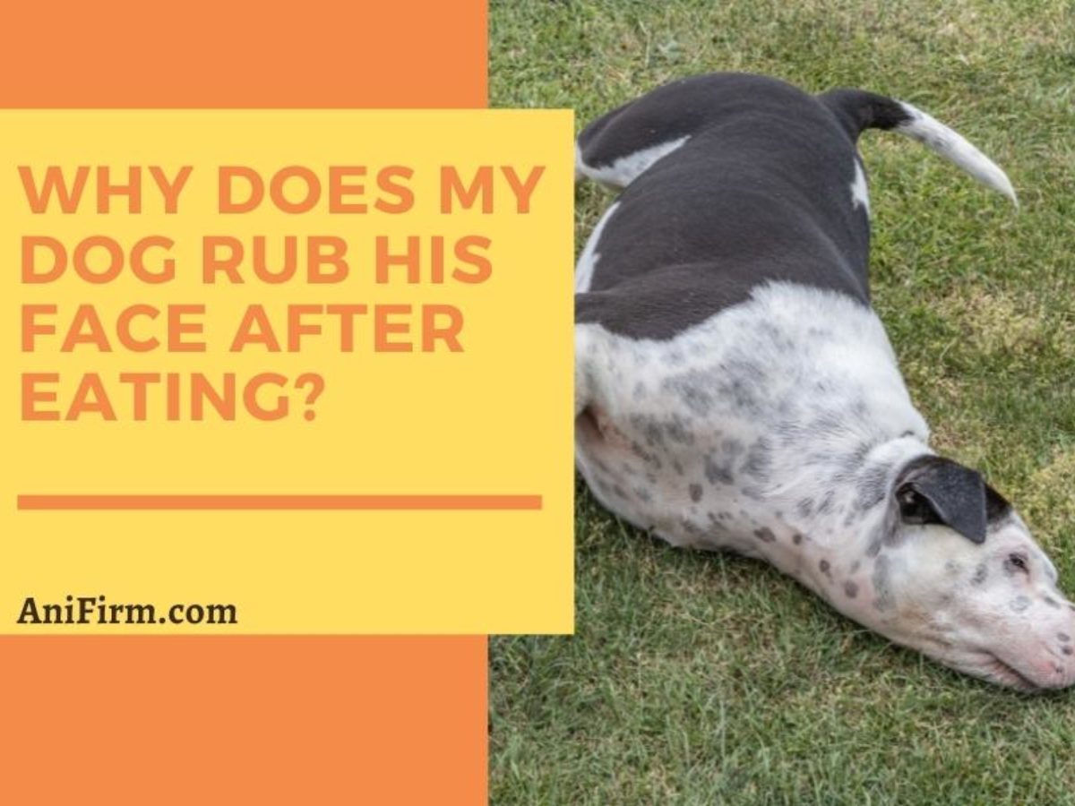 why do dogs rub their face