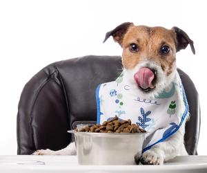 Taste Deterrents of dog