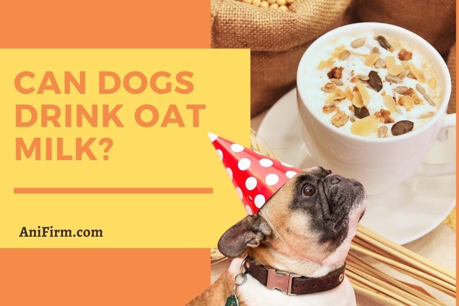 can dogs drink oat milk