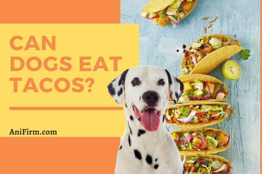 can dogs eat tacos