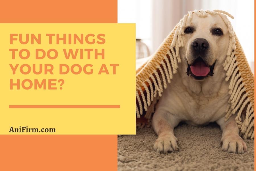 things to do with your dog at home inside