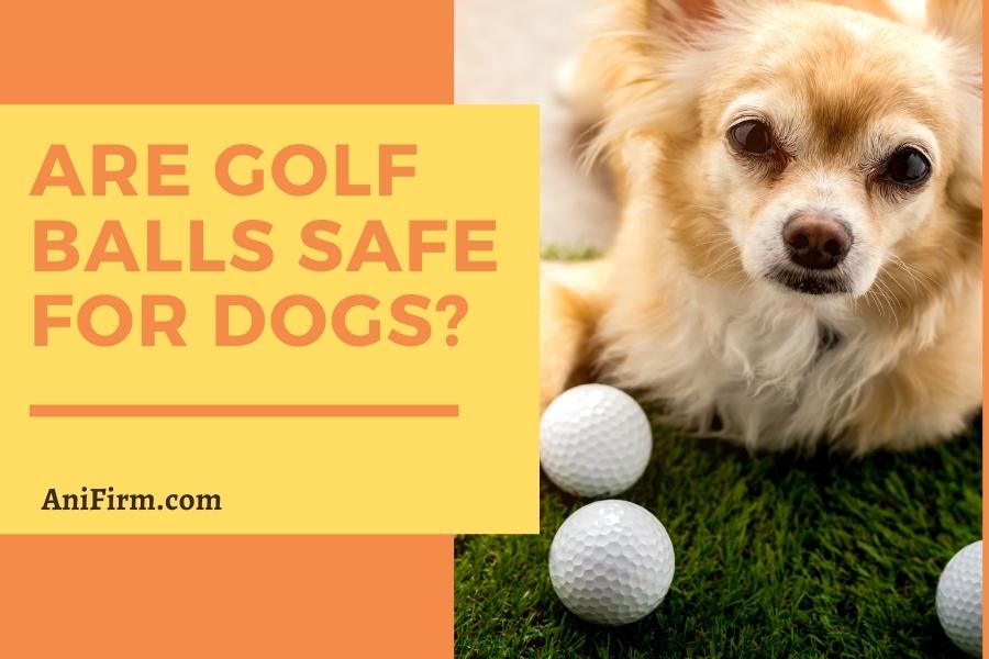 Are golf balls safe for dogs