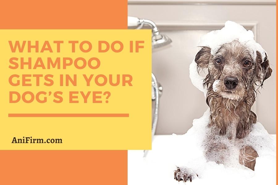 What to do if shampoo gets in your dog’s eye