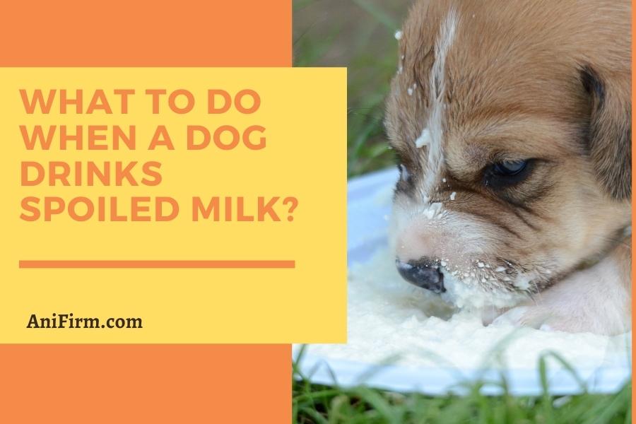 What to do when a dog drinks spoiled milk